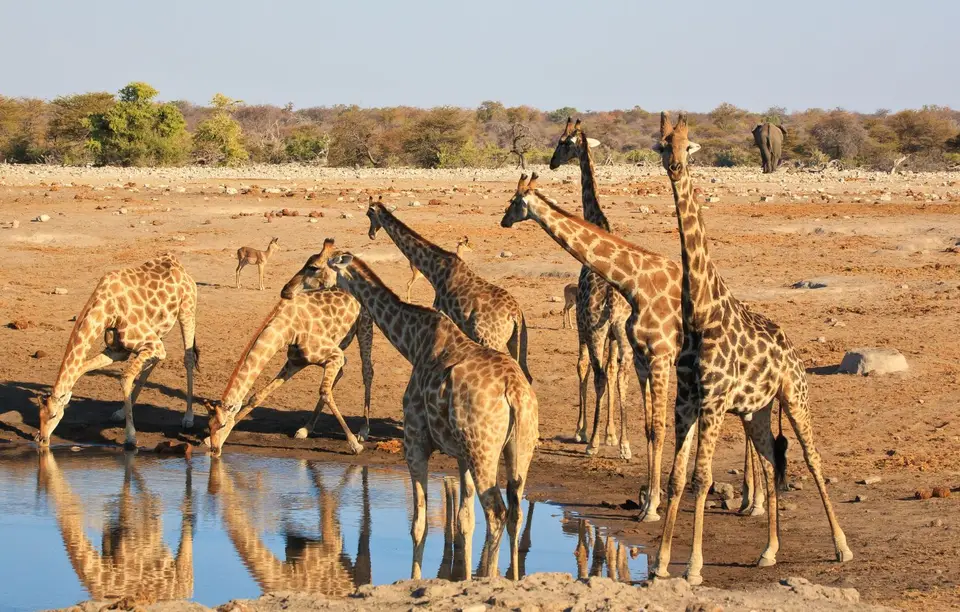 Namibia_Etosha_303.jpg