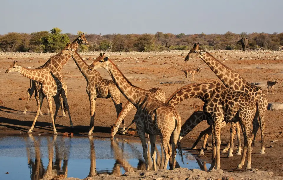Namibia_Etosha_305.jpg