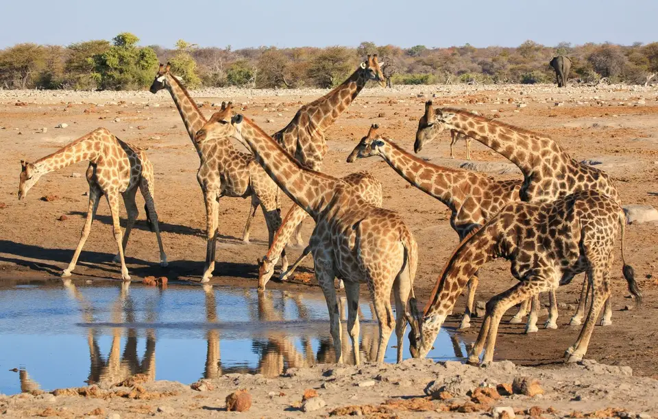 Namibia_Etosha_307.jpg