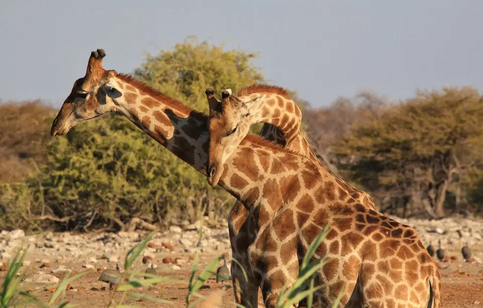 Namibia_Etosha_313.jpg