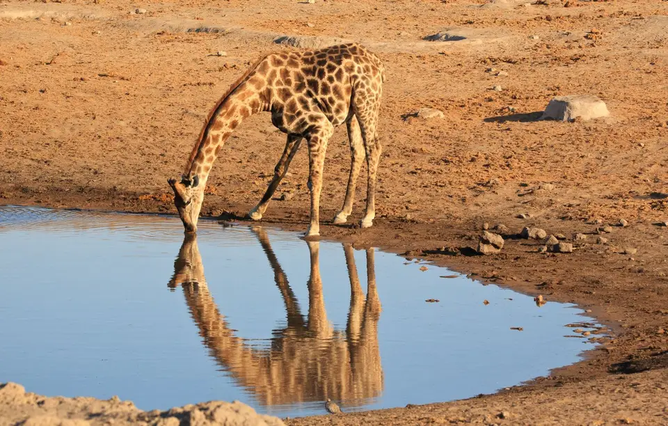 Namibia_Etosha_314.jpg