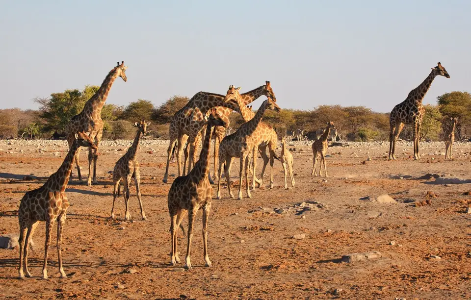 Namibia_Etosha_318.jpg