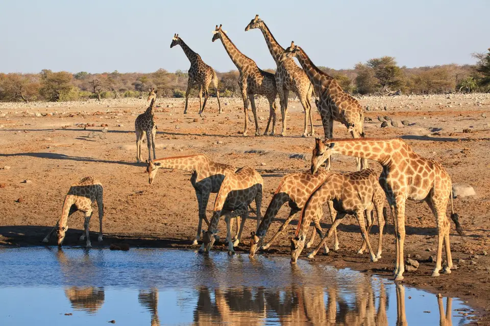 Namibia_Etosha_321.jpg