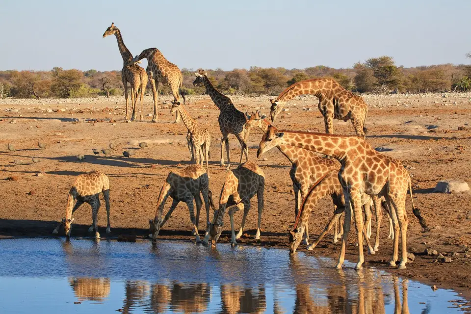 Namibia_Etosha_323.jpg
