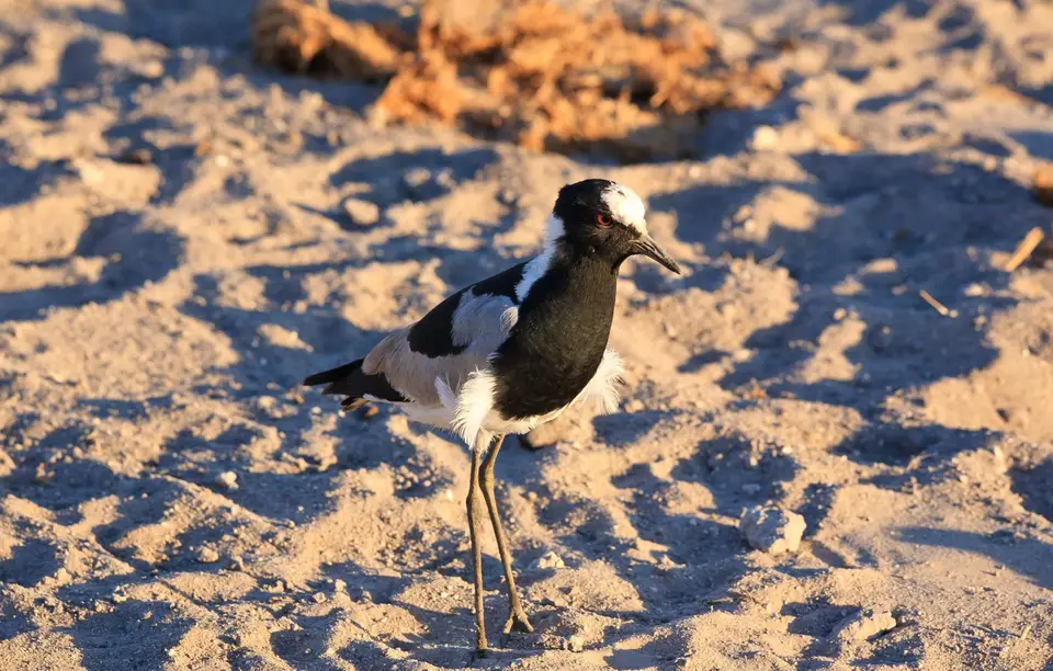 Namibia_Etosha_325.jpg