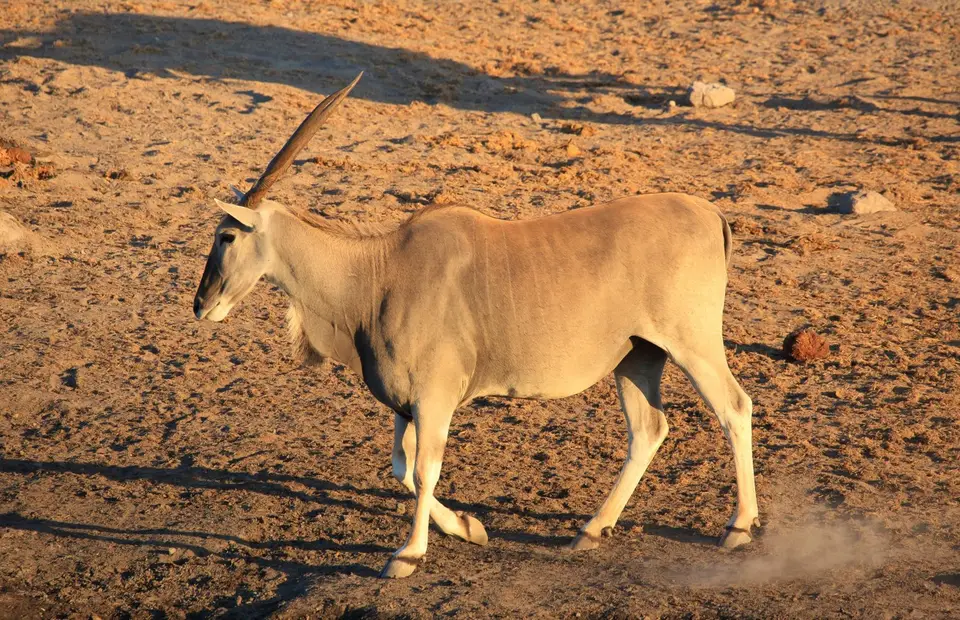 Namibia_Etosha_327.jpg