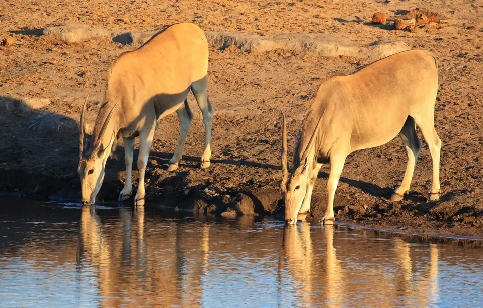 Namibia_Etosha_332.jpg