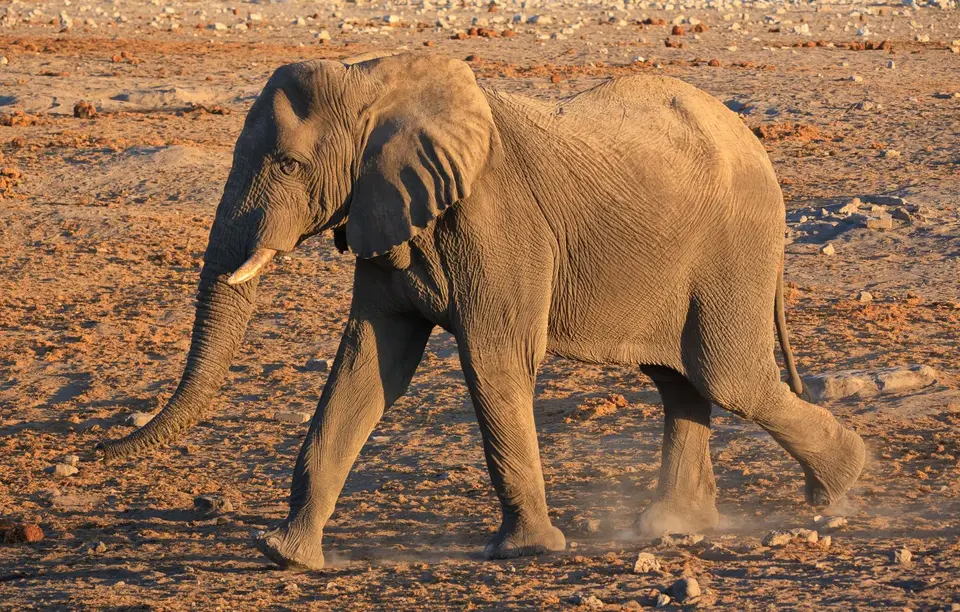 Namibia_Etosha_333.jpg