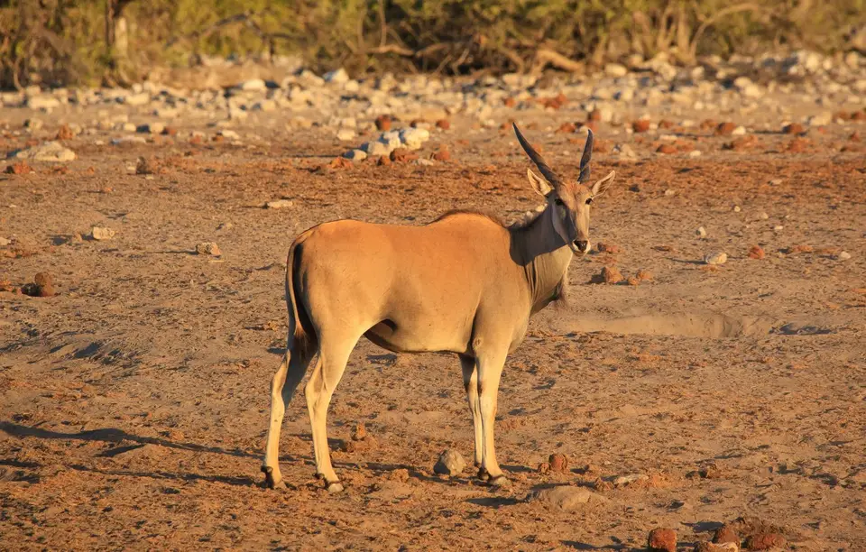 Namibia_Etosha_338.jpg