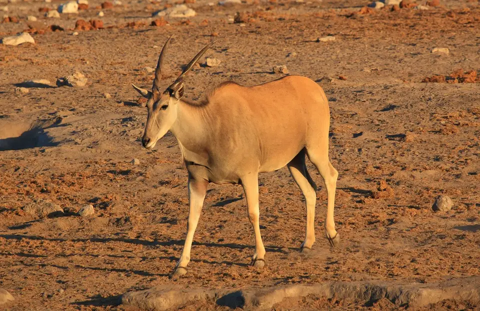 Namibia_Etosha_340.jpg