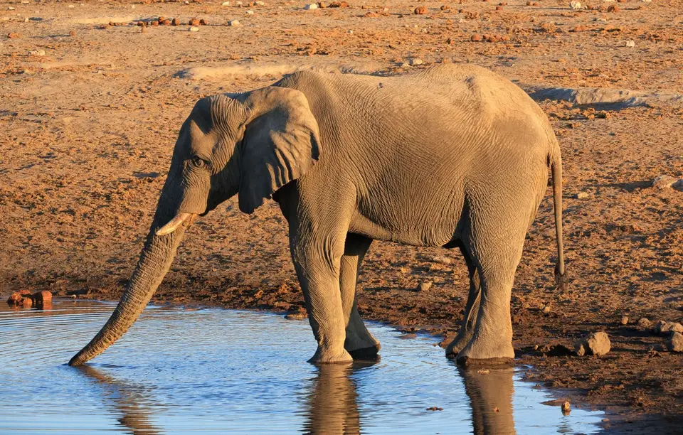 Namibia_Etosha_342.jpg