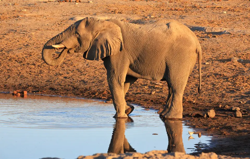 Namibia_Etosha_343.jpg