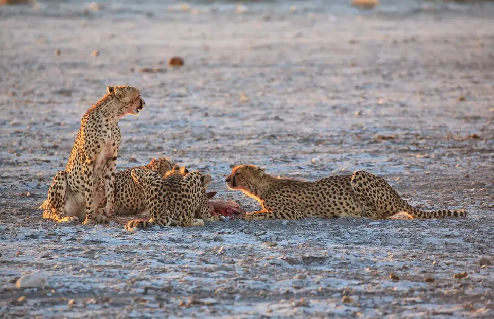 Namibia_Etosha_347.jpg