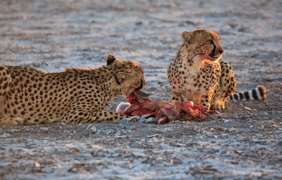 Namibia_Etosha_351.jpg