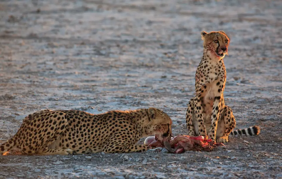 Namibia_Etosha_352.jpg