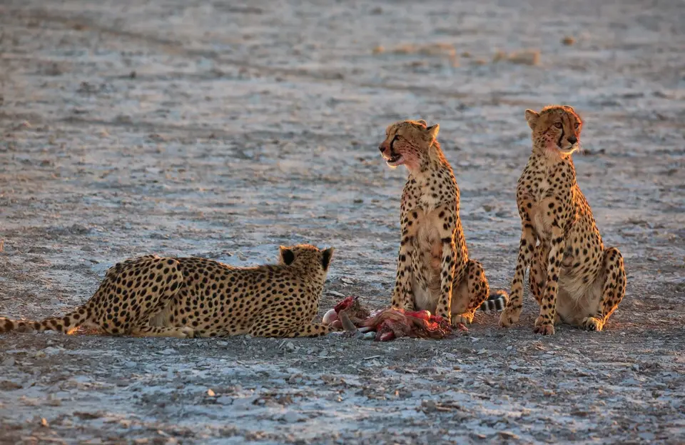 Namibia_Etosha_356.jpg