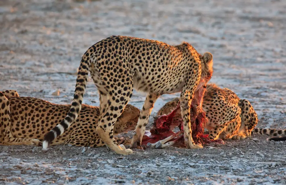 Namibia_Etosha_364.jpg