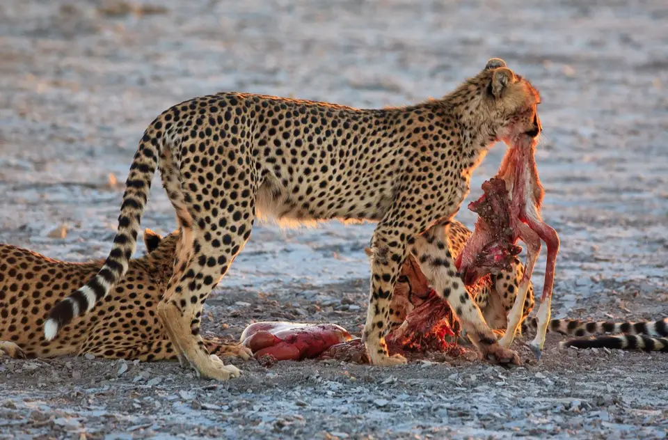 Namibia_Etosha_365.jpg