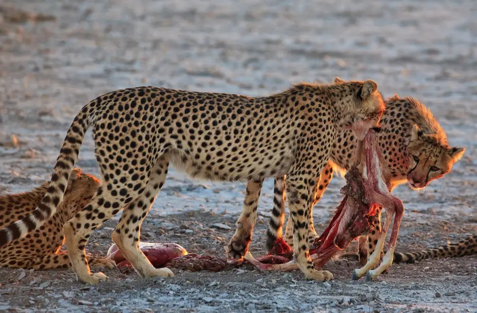 Namibia_Etosha_369.jpg