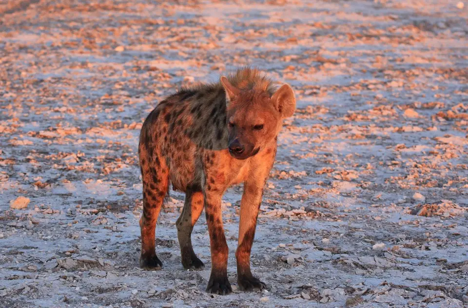 Namibia_Etosha_375.jpg