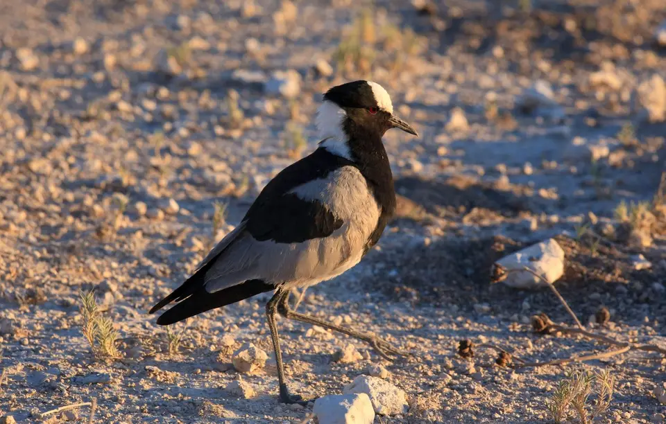 Namibia_Etosha_381.jpg