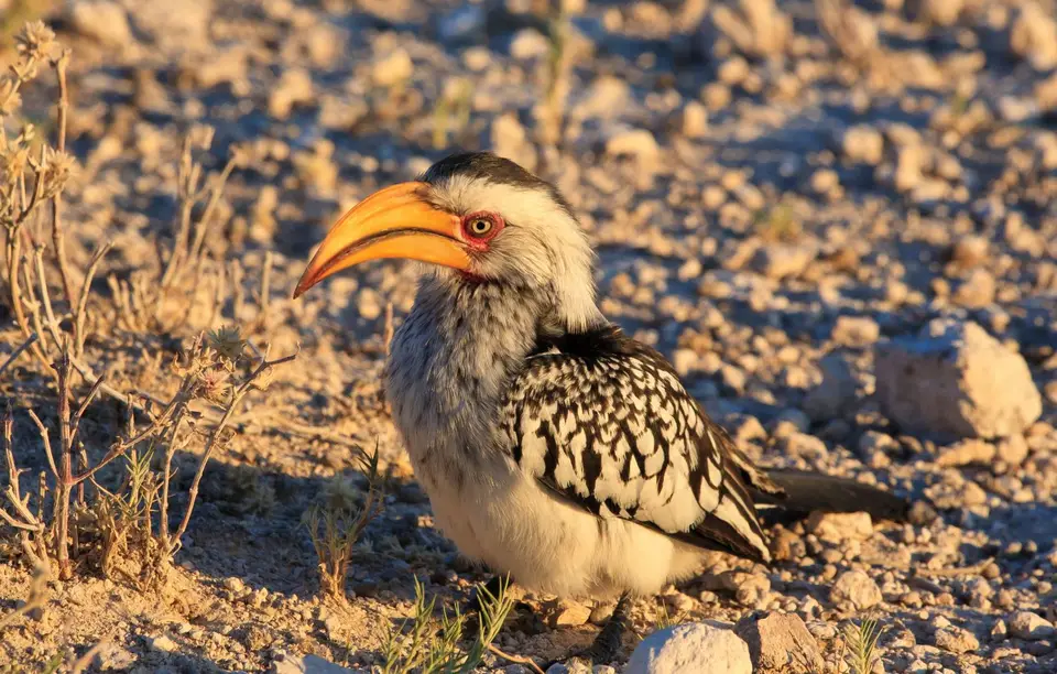 Namibia_Etosha_382.jpg