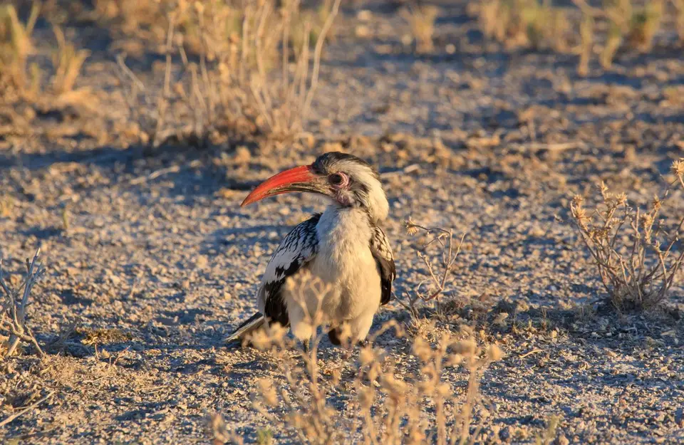 Namibia_Etosha_384.jpg