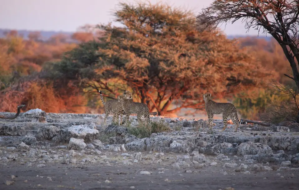 Namibia_Etosha_388.jpg
