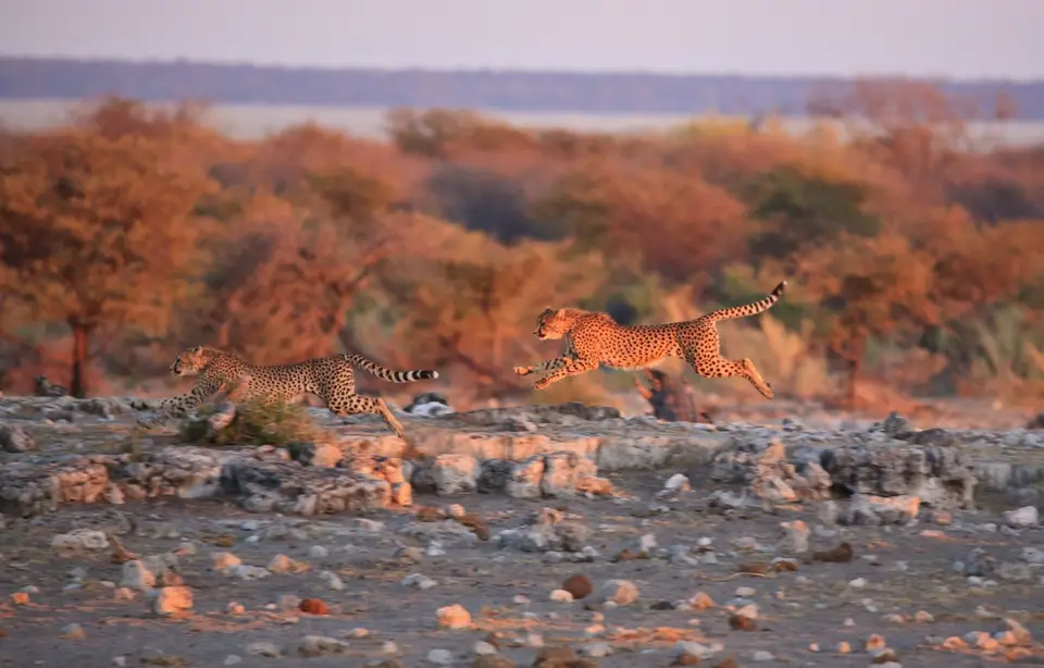 Namibia_Etosha_389.jpg