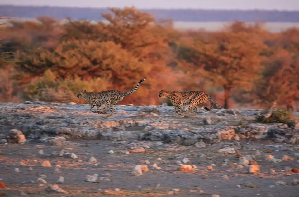 Namibia_Etosha_390.jpg