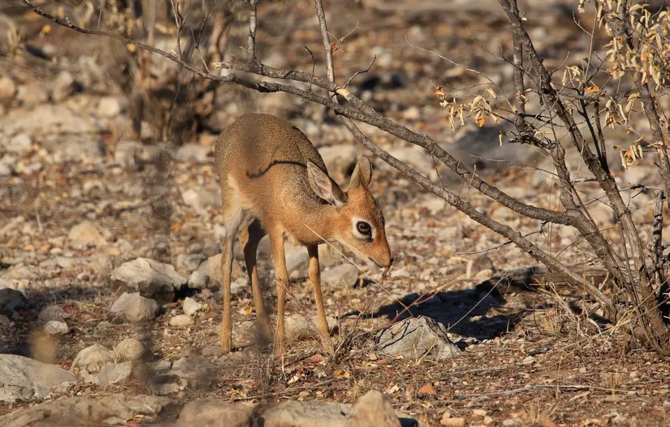 Namibia_Etosha_393.jpg