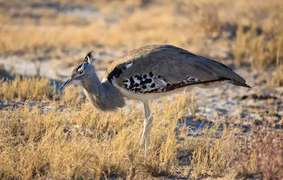 Namibia_Etosha_400.jpg