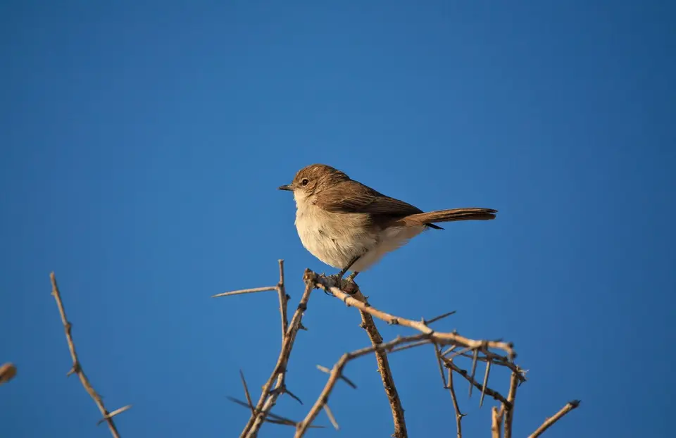 Namibia_Etosha_404.jpg