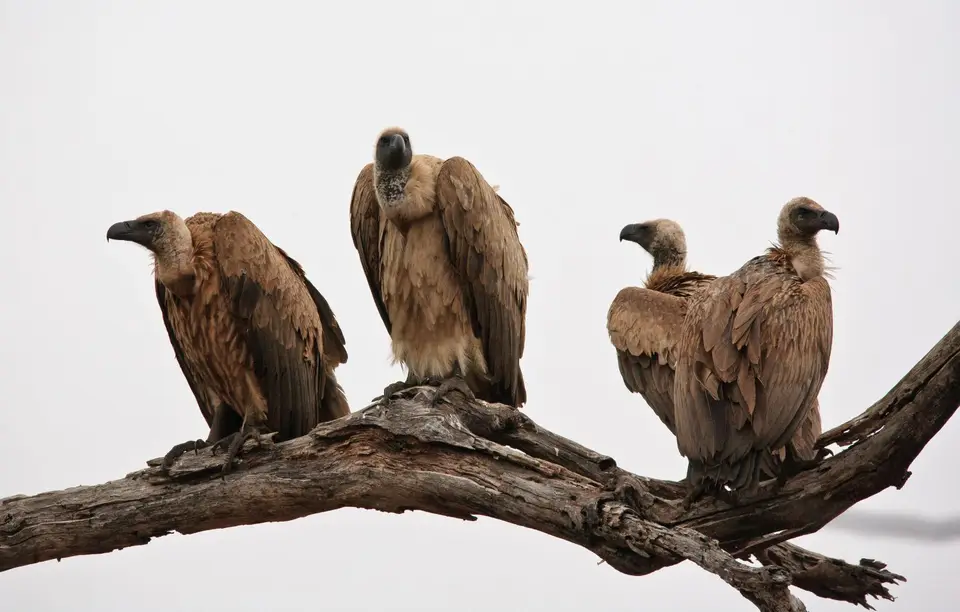 Namibia_Etosha_409.jpg