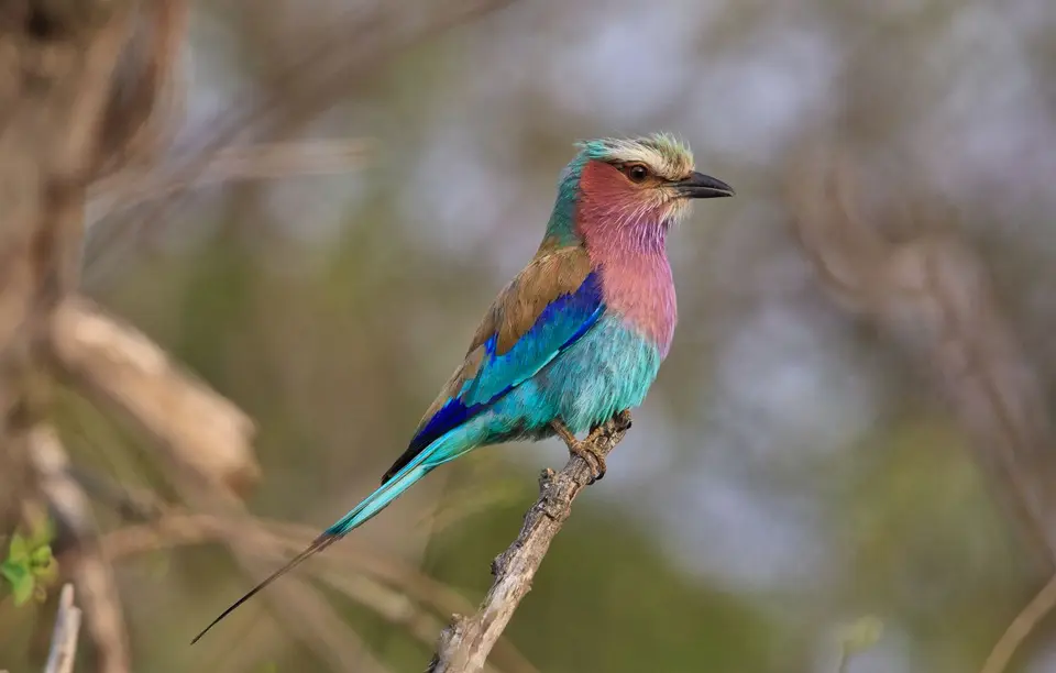 Namibia_Etosha_412.jpg