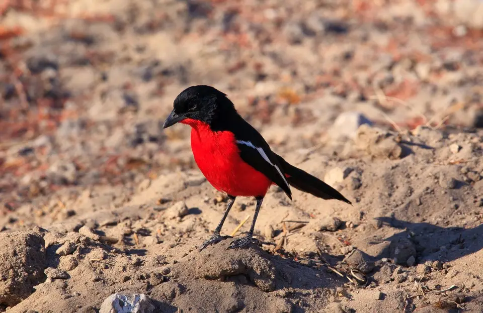 Namibia_Etosha_413.jpg