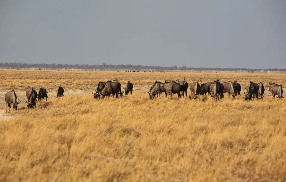 Namibia_Etosha_414.jpg