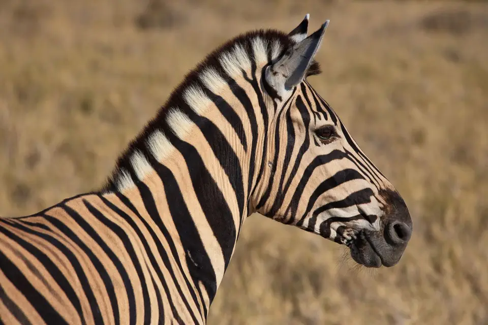 Namibia_Etosha_416.jpg