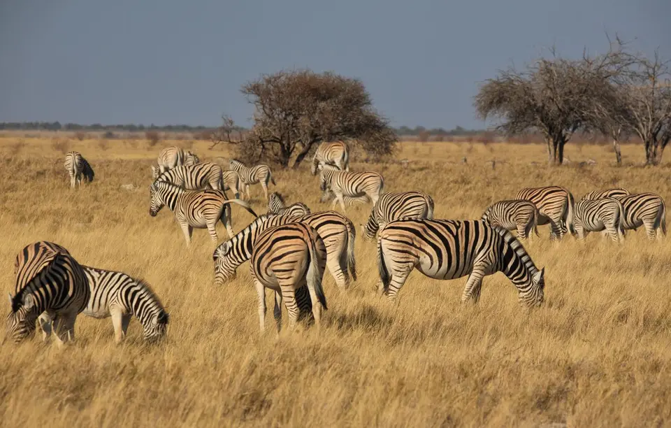 Namibia_Etosha_417.jpg
