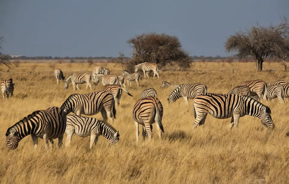 Namibia_Etosha_418.jpg