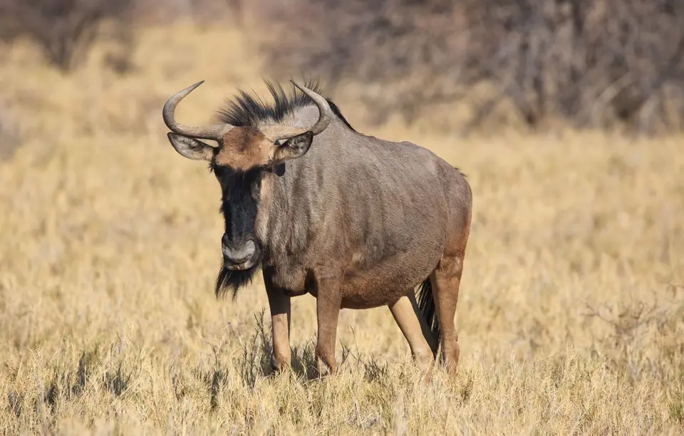 Namibia_Etosha_421.jpg