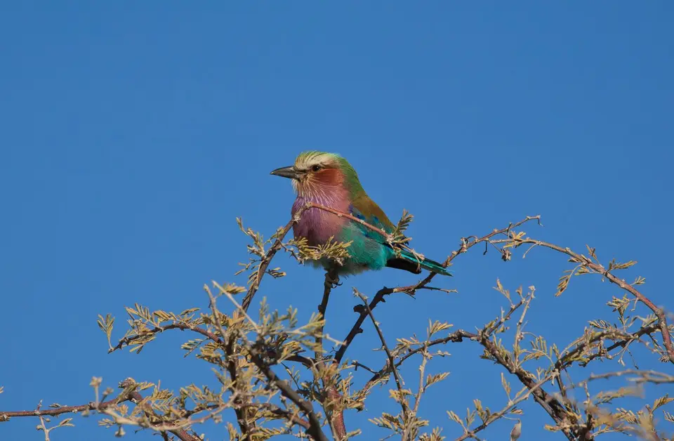 Namibia_Etosha_422.jpg
