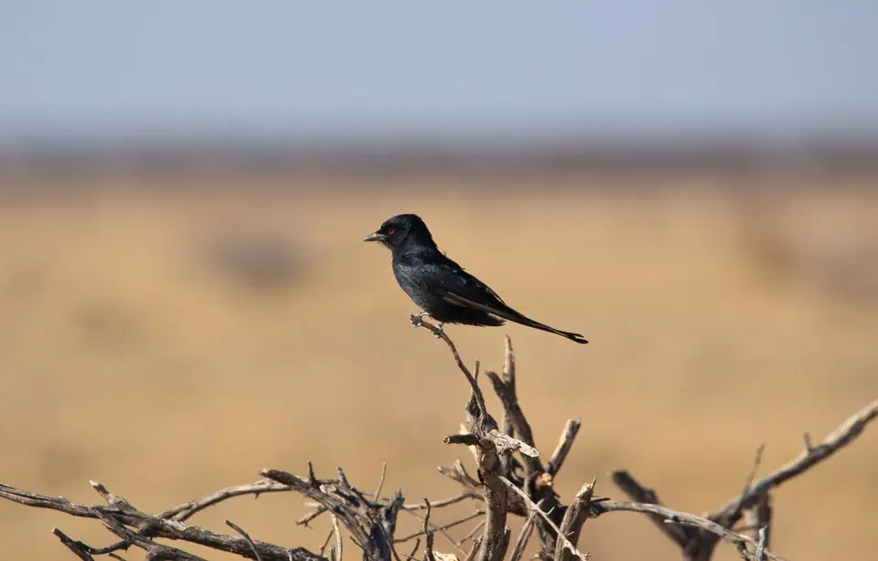 Namibia_Etosha_423.jpg