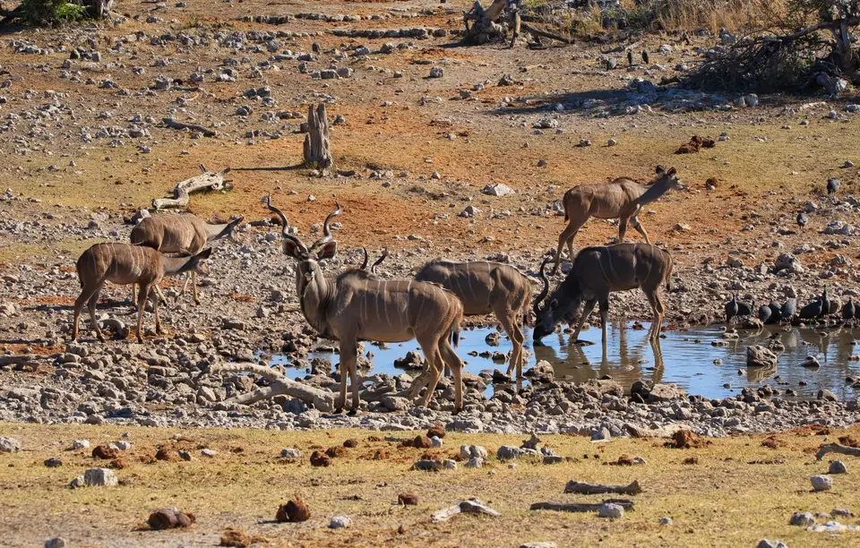 Namibia_Etosha_425.jpg