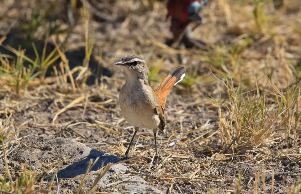 Namibia_Etosha_432.jpg