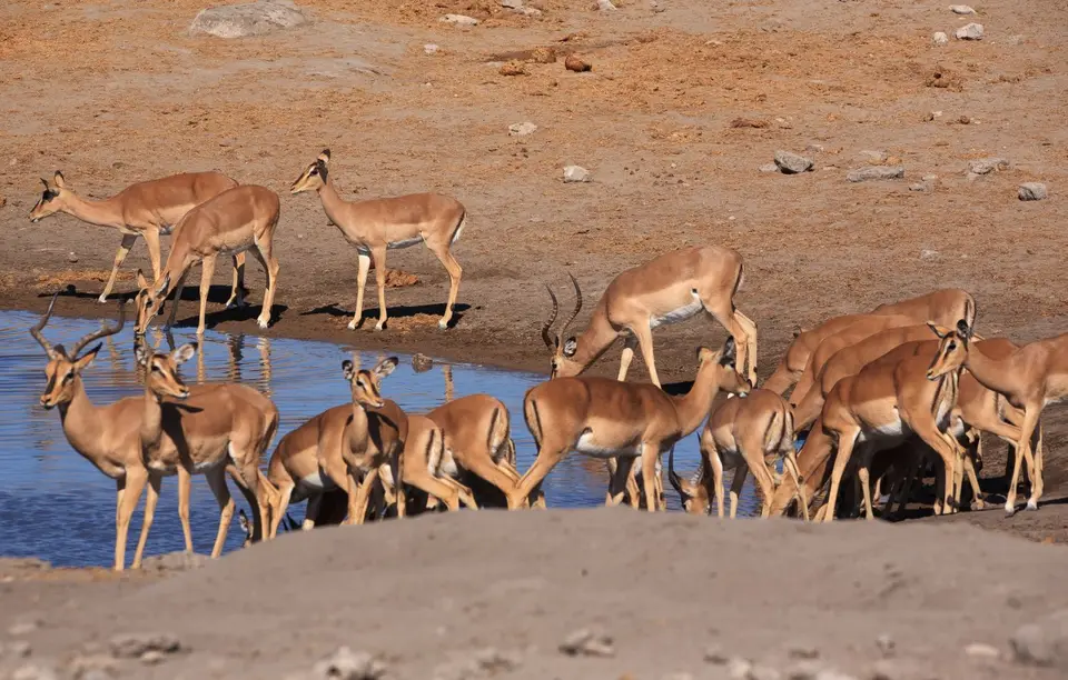 Namibia_Etosha_443.jpg