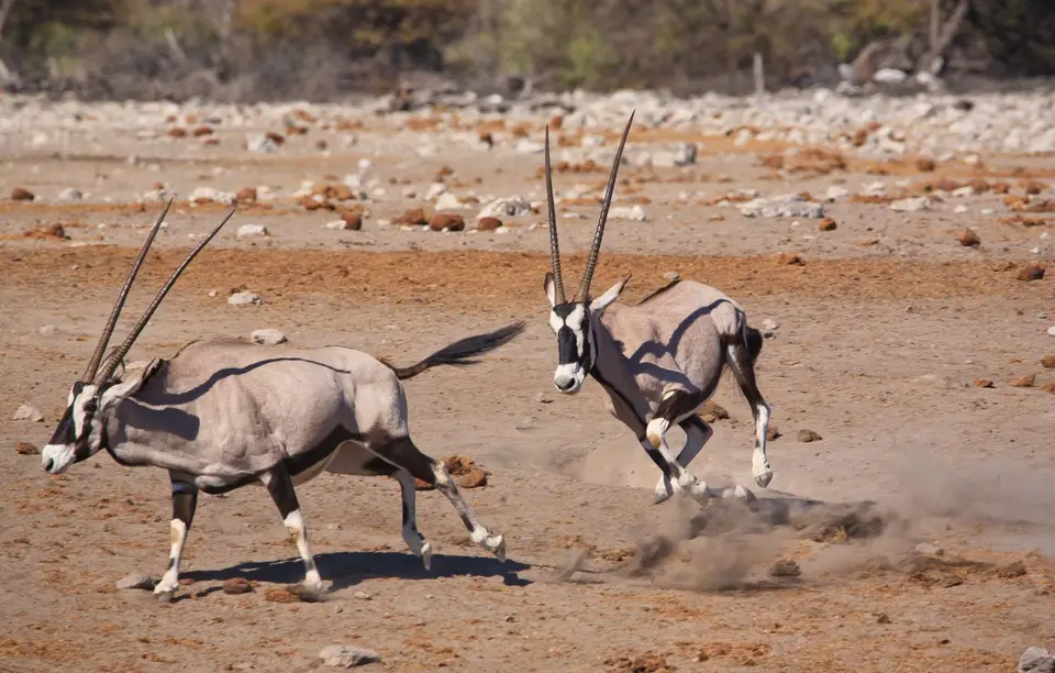 Namibia_Etosha_447.jpg
