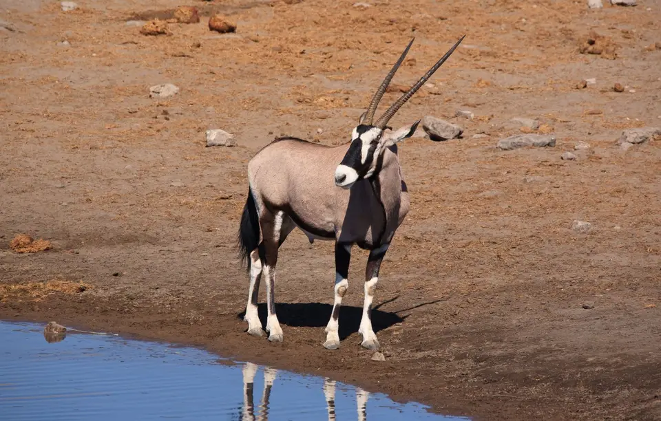 Namibia_Etosha_448.jpg