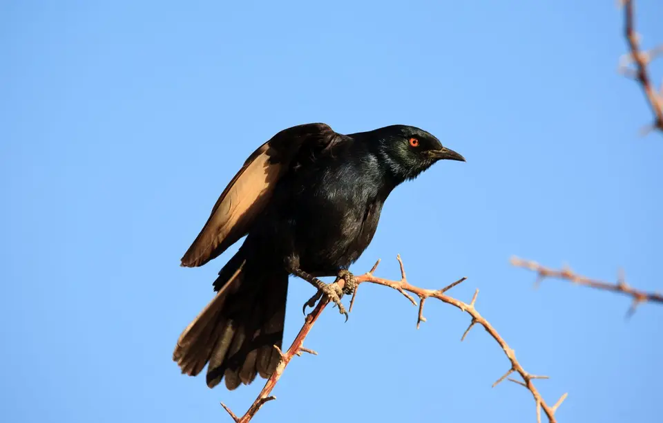 Namibia_Etosha_451.jpg