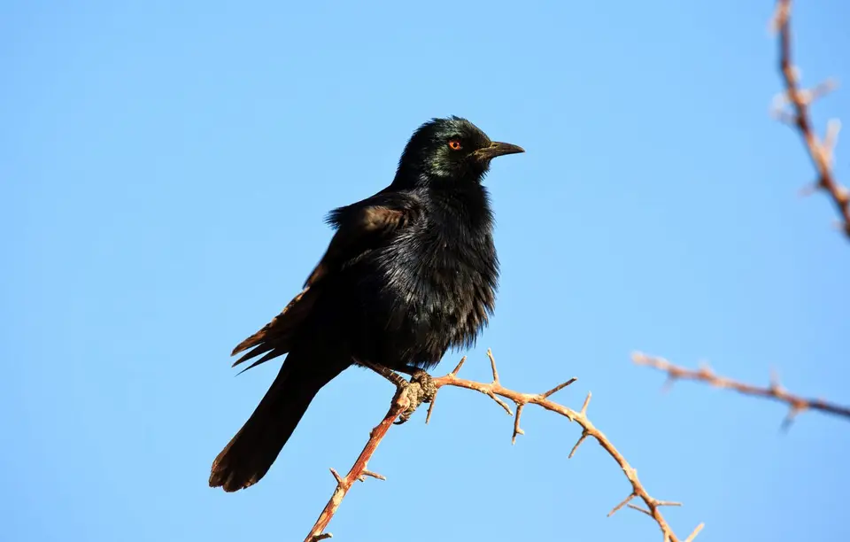 Namibia_Etosha_452.jpg